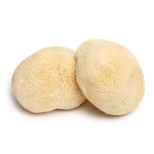 MycoMedica ORGANIC Hericium PRO - 90 capsules