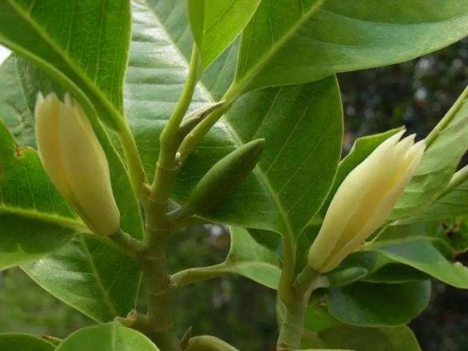 Oolong ovoněný květy magnólií z Baoshan  | Bao Shan Yu Lan Wu Long - Varianta: 50 g