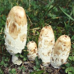 MycoMedica ORGANIC Coprinus PRO - 90 capsules