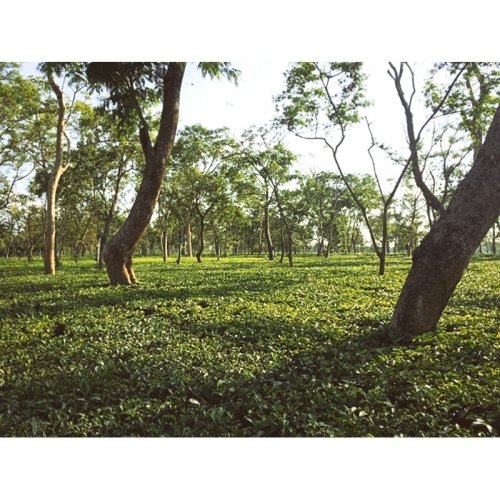 Bihar Doke Oolong Rolling Thunder - Option: 1 kg
