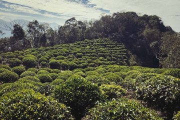 Jak si správně připravit taiwanský Orange Tea – Cheng Cha 橙茶