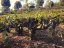 Early Harvest High Mountain Yunnan Green Tea | Zao Chun Gao Shan Dian Lu - Option: 1 kg