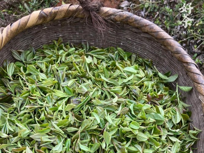 Nebbia di Hunan all'inizio della primavera | Hunan Jiu Yi Zao Chun Yun Wu - Variante: 1 kg