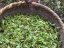 Nebbia di Hunan all'inizio della primavera | Hunan Jiu Yi Zao Chun Yun Wu - Variante: 1 kg