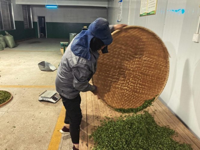 Nebbia di Hunan all'inizio della primavera | Hunan Jiu Yi Zao Chun Yun Wu - Variante: 1 kg