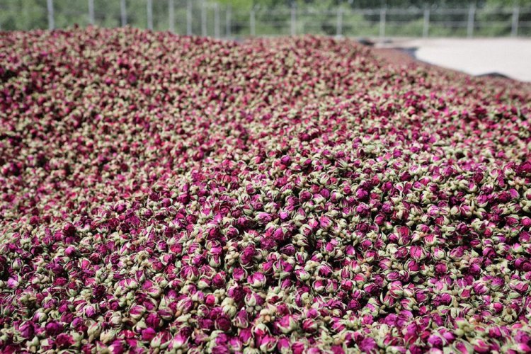 Boccioli di rosa damascena selvatica del deserto | Da Ma Shi Ge Mei Gui - Variante: 1 kg