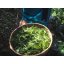 Yunnan Golden Needles | Dian Hong Jin Zhen - Option: 50 g