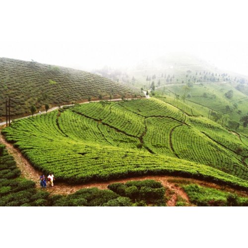Darjeeling Rohini SFTGFOP1 SF Enigma Gold - Varianta: 500 g