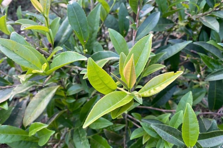 Taiwan Qi Yun Black Tea  | Qi Yun Hong Cha - Option: 1 kg