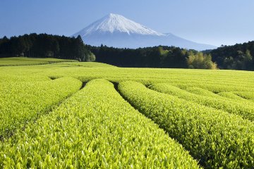 How to properly brew Japanese green tea?