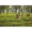 Assam Hatialli FTGFOP 1 CL TPY SF - Varianta: Vzorek 15 g