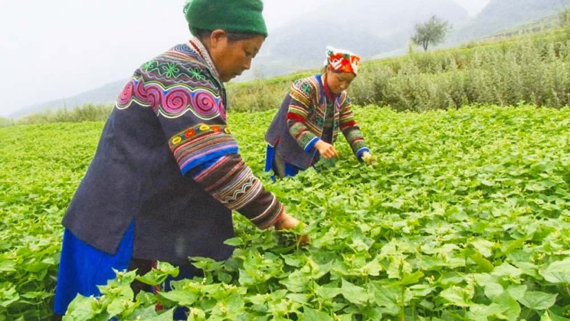 Germi gialli - Tè di grano saraceno di Daliangshan | Pei Ya Huang Ku Qiao Cha - Variante: Campione 15 g