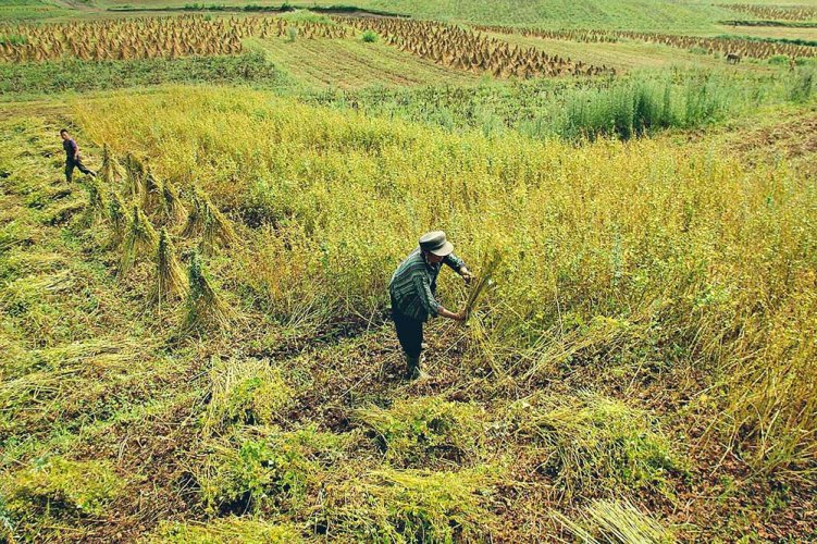 Germi gialli - Tè di grano saraceno di Daliangshan | Pei Ya Huang Ku Qiao Cha - Variante: Campione 15 g Germi gialli - Tè di grano saraceno di Daliangshan | Pei Ya Huang Ku Qiao Cha - Variante: Campione 15 g