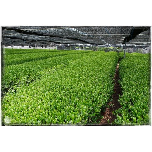 Matcha z Uji - 2 g porce | Matcha Yabukita Ichibancha - Varianta: Vzorek 1 sáček (2 g)
