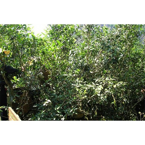 Wuyi Old Tree Water Sprite | Lao Cong Shui Xian - Option: 50 g