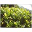 Darjeeling Niroulla FTGFOP1 SF Podzimní rozkoš - Varianta: 50 g