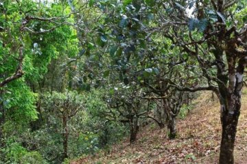 I villaggi del Monte Nannuo — dove gli antichi alberi respirano ancora