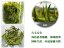 Guzhang Downy Tips | Gu Zhang Mao Jian - Option: Sample 15 g