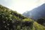 Taiwan Sun Moon Lake Assam T-8 Black Tea | Riyuetan Ming Qian Asamu Hong Cha - Option: 500 g