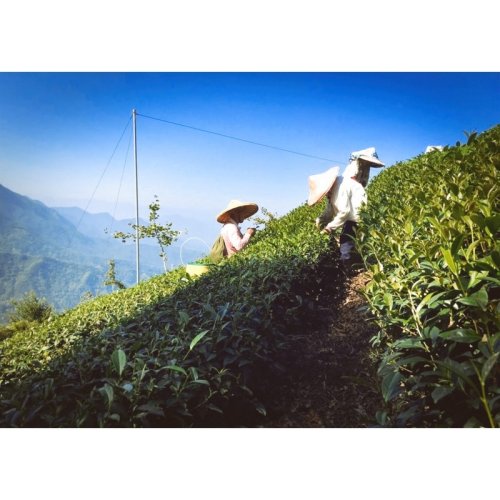 Taiwanský černý čaj ze Shanlinxi | Shan Lin Xi Hong Cha - Varianta: 50 g