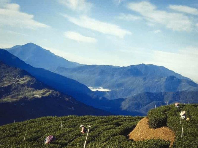 Yushan Gui Fei High Mountain Oolong | Yu Shan Gui Fei Gao Shan Wu Long Cha - Option: 50 g