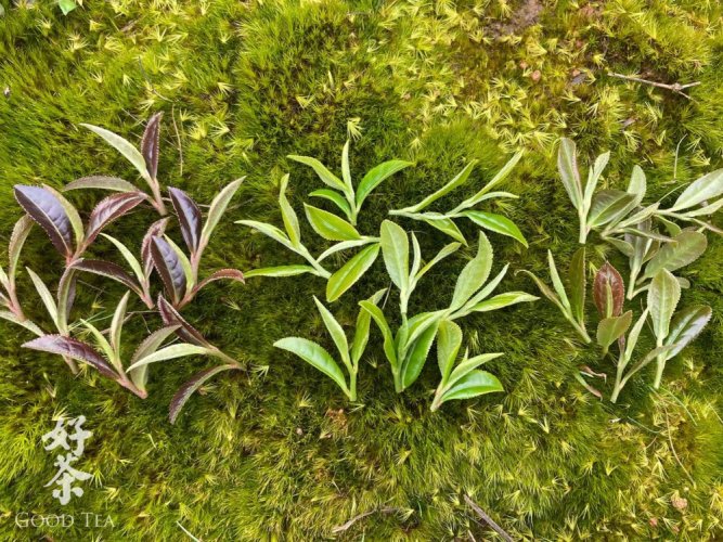 Nebbia di Hunan all'inizio della primavera | Hunan Jiu Yi Zao Chun Yun Wu - Variante: 1 kg