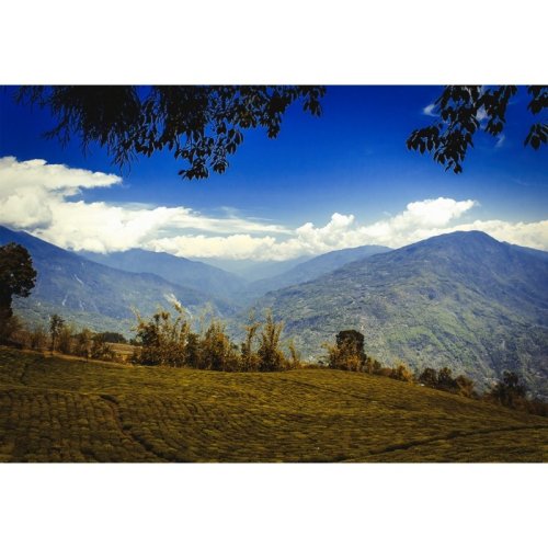 Assam Latumoni SFTGFOP 1 ROYAL TPY SF - Variante: 50 g