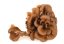 MycoMedica ORGANIC Maitake PRO - 90 capsules