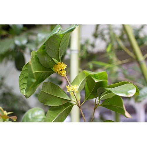 Osmanthus Oolong | Gui Hua Wu Long - Option: 1 kg