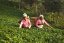 Nepal Jasbire Oolong First Flush - Option: 50 g