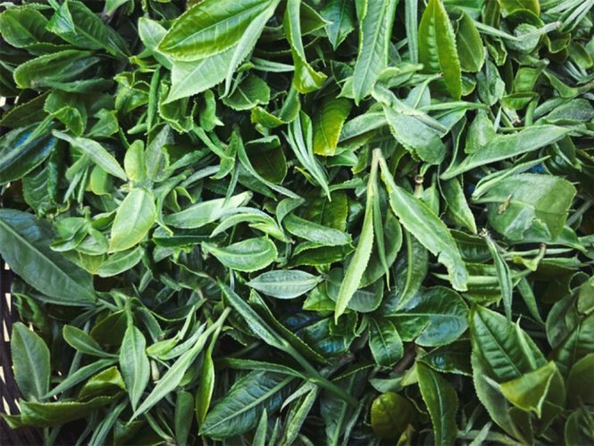 Vysokohorský zelený čaj z Yunnanu | Gao Shan Dian Lu - Varianta: 50 g