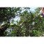Wuyi Old Tree Water Sprite | Lao Cong Shui Xian - Option: 50 g