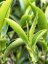 Taiwan pre-Qing Ming Green Snail Spring | San Xia Ming Qian Bi Luo Chun - Option: 50 g
