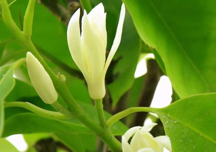 Oolong al profumo di fiori di magnolia di Baoshan  | Bao Shan Yu Lan Wu Long - Variante: 50 g