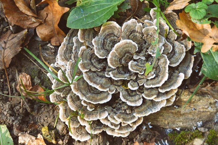 MycoMedica BIO Coriolus PRO - 90 capsule