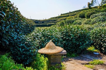 人在草木间 — L’essere umano tra le piante