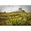 Darjeeling Giddapahar Oolong SF - Option: 500 g