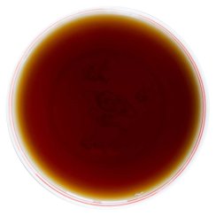 2004 Oolong taiwanese invecchiato profumato ai fiori di osmanto | Gui Hua Si Ji Chun Wu Long Lao Cha