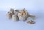 Japanese Tea Set Tokoname Hidasuki Sutoro 90's (signed) - Teapot 380 ml with 5 Cups 60 ml