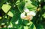 Taiwan Jasmine Oolong | Si Ji Chun Mo Li Wu Long Cha - Option: Sample 15 g