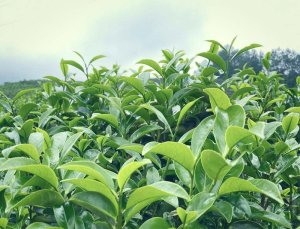 Jakou vůni můžeme čekat od čaje "Aroma kachního trusu" - Yinhua Xiang Dancong?