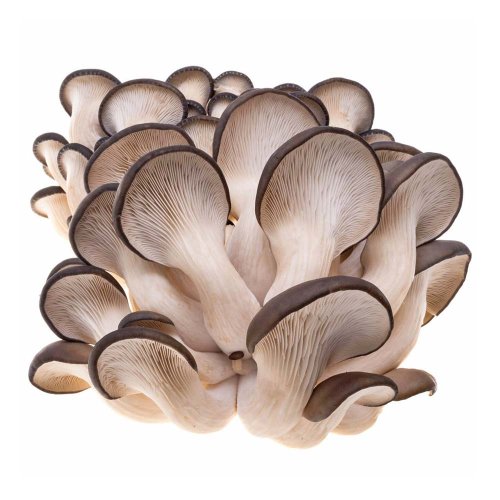 MycoMedica ORGANIC Oyster mushroom PRO - 90 capsules