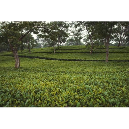 Assam Hatialli FTGFOP 1 CL TPY SF - Varianta: Vzorek 15 g