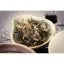 2017 Pu'er verde Gan En di Bulangshan | Bu Lang Shan Gan En Pu Er Sheng Cha - torta pressata 357 g - Variante: Campione 15 g