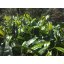 Yunnan Golden Needles | Dian Hong Jin Zhen - Option: 50 g