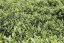 Taiwan pre-Qing Ming Green Snail Spring | San Xia Ming Qian Bi Luo Chun - Option: 50 g