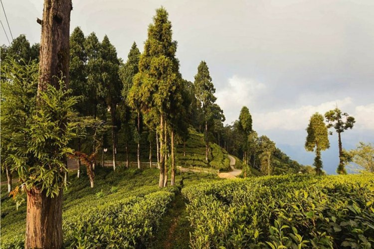 Darjeeling Sourenee Vintage Muscatel SF - Varianta: Vzorek 15 g
