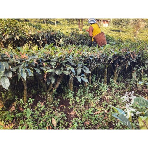 2015 Tmavý Special Grade Puer ze Simao - malá hnízda | Te Ji Pu Er Mini Tuo Cha - Varianta: 1 kg