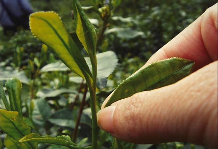 Melounová semínka | Liu An Gua Pian - Varianta: 50 g