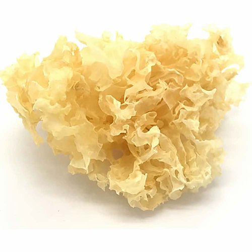 MycoMedica ORGANIC Tremella PRO - 90 capsules